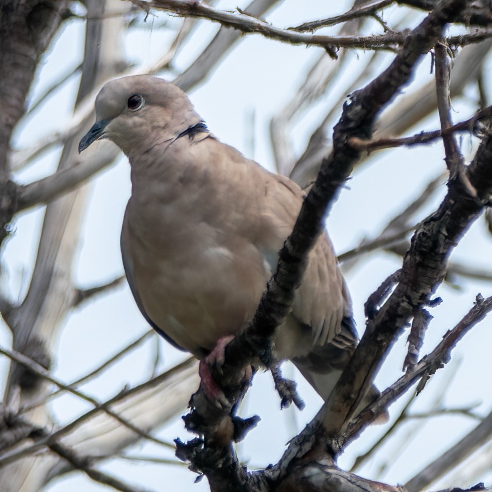 Eurasian Collared-Dove - ML358389591