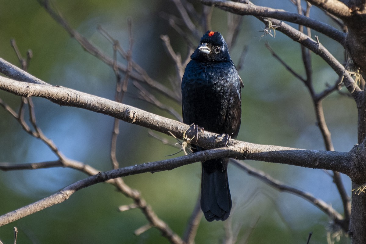 Ruby-crowned Tanager - ML358389761