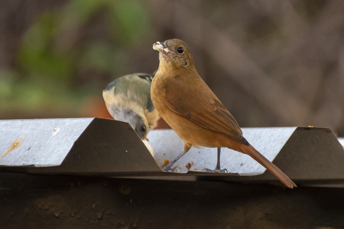 Ruby-crowned Tanager - ML358389781