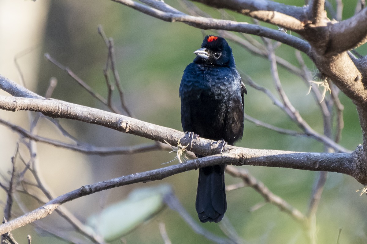 Ruby-crowned Tanager - ML358389801