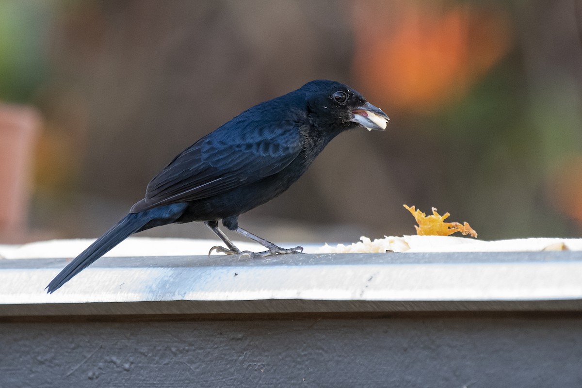 Ruby-crowned Tanager - ML358389841