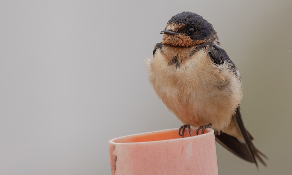 Hirondelle rustique (erythrogaster) - ML358390521