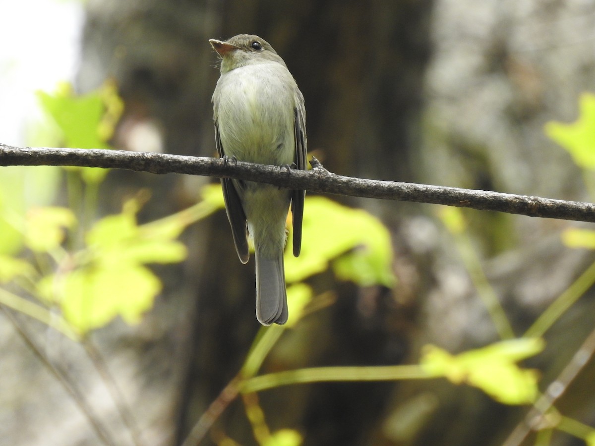 Eastern Wood-Pewee - ML358394571