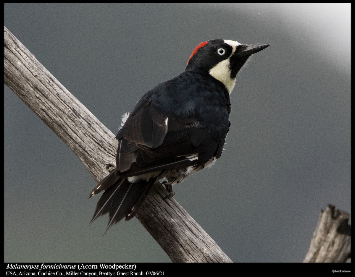 Acorn Woodpecker (Acorn) - Peter Kondrashov