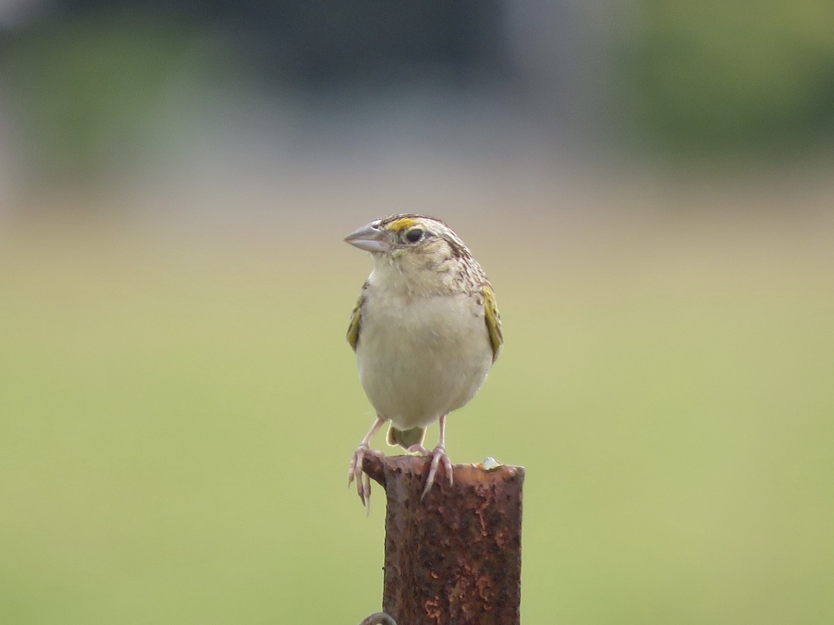 Grasshopper Sparrow - ML358396191