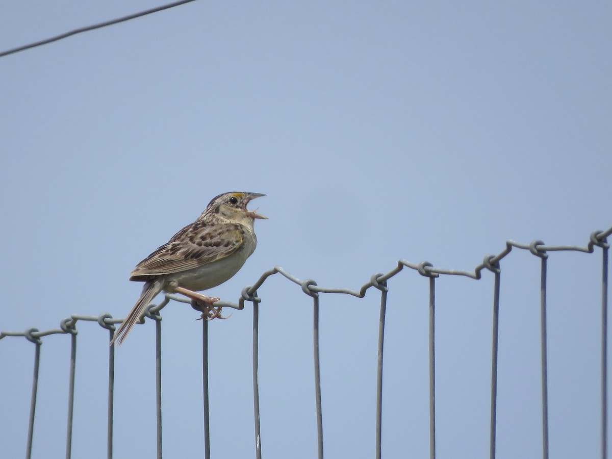 Grasshopper Sparrow - ML358396201