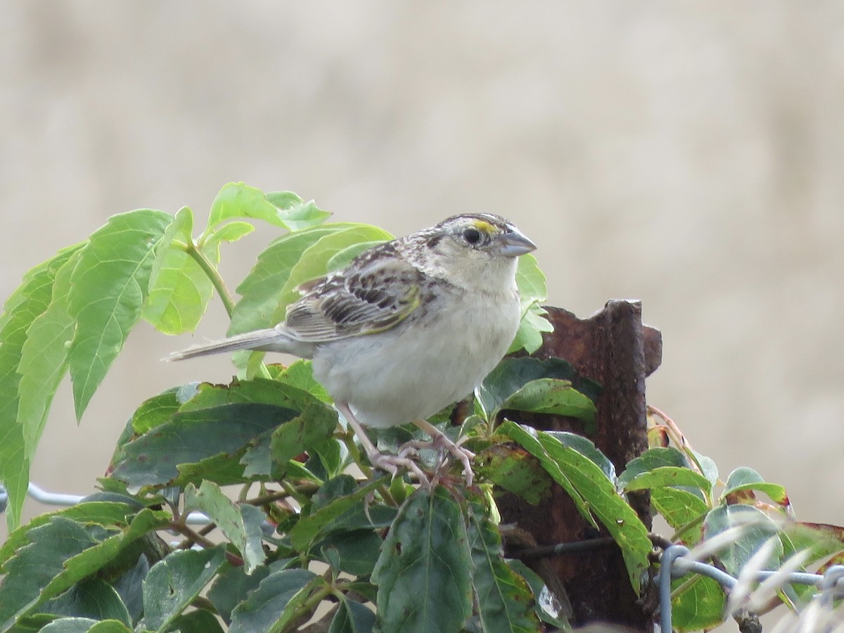 Grasshopper Sparrow - ML358396211