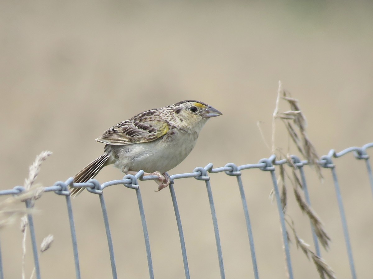 Grasshopper Sparrow - ML358396221