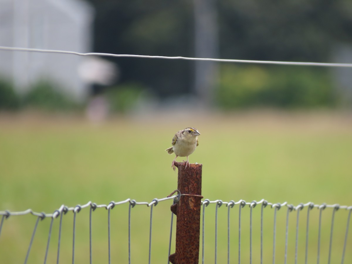 Grasshopper Sparrow - ML358396231