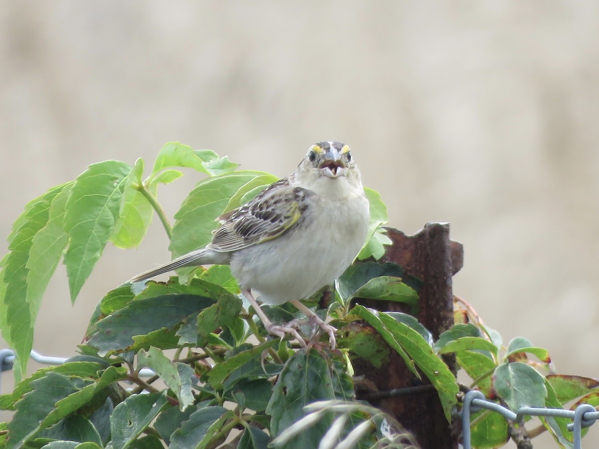 Grasshopper Sparrow - ML358396241