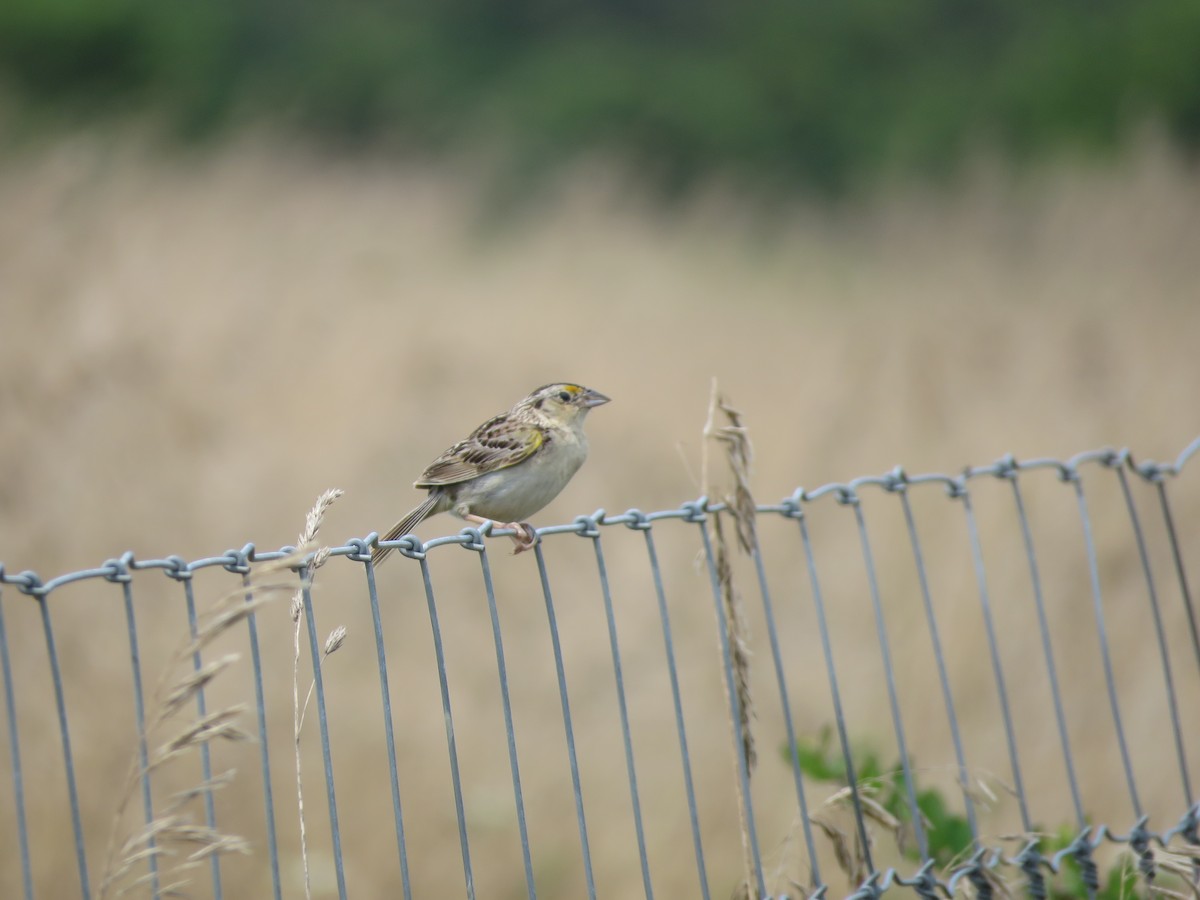 Grasshopper Sparrow - ML358396271