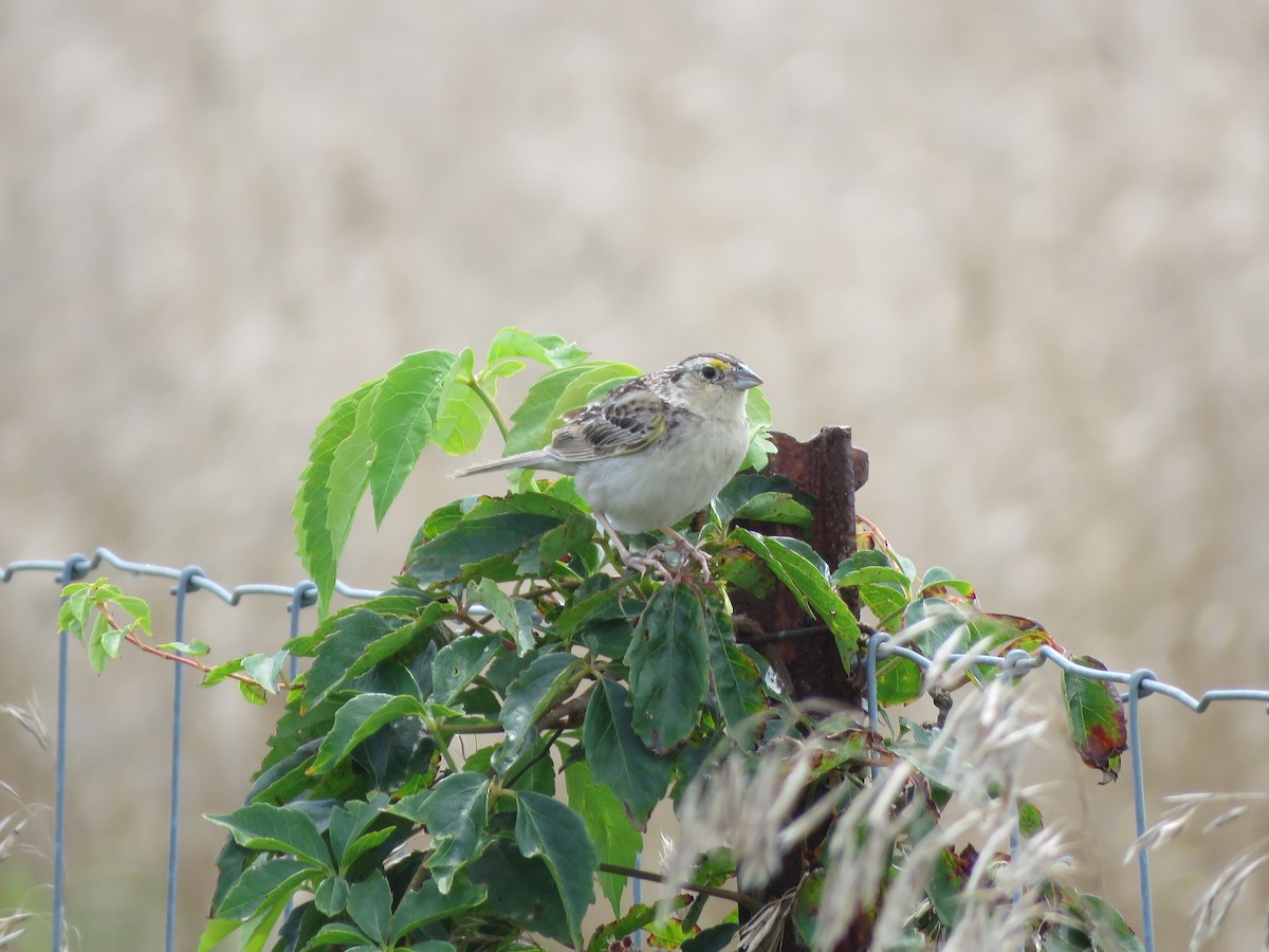 Grasshopper Sparrow - ML358396301