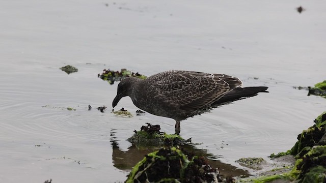 Western Gull - ML358396461