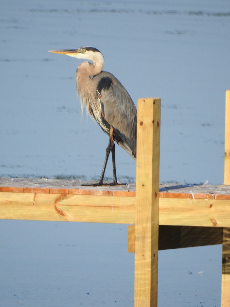 Great Blue Heron - ML358397421