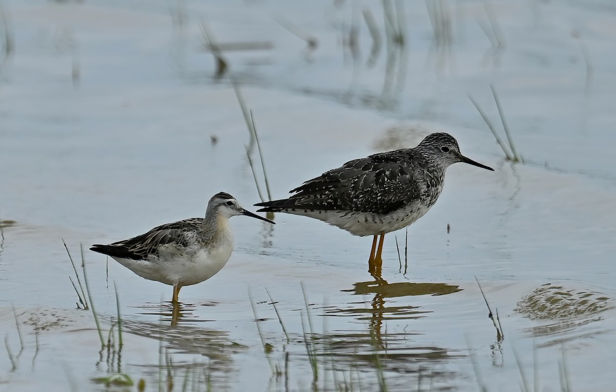 Wilson's Phalarope - ML358398261