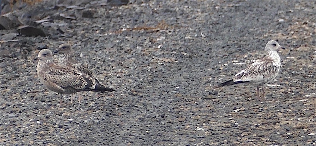 Gaviota Californiana - ML358398441