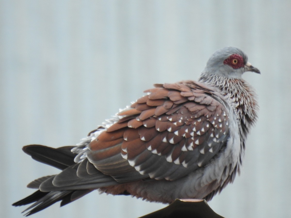 eBird Checklist - 2 Mar 2018 - Narok (general) - 17 species