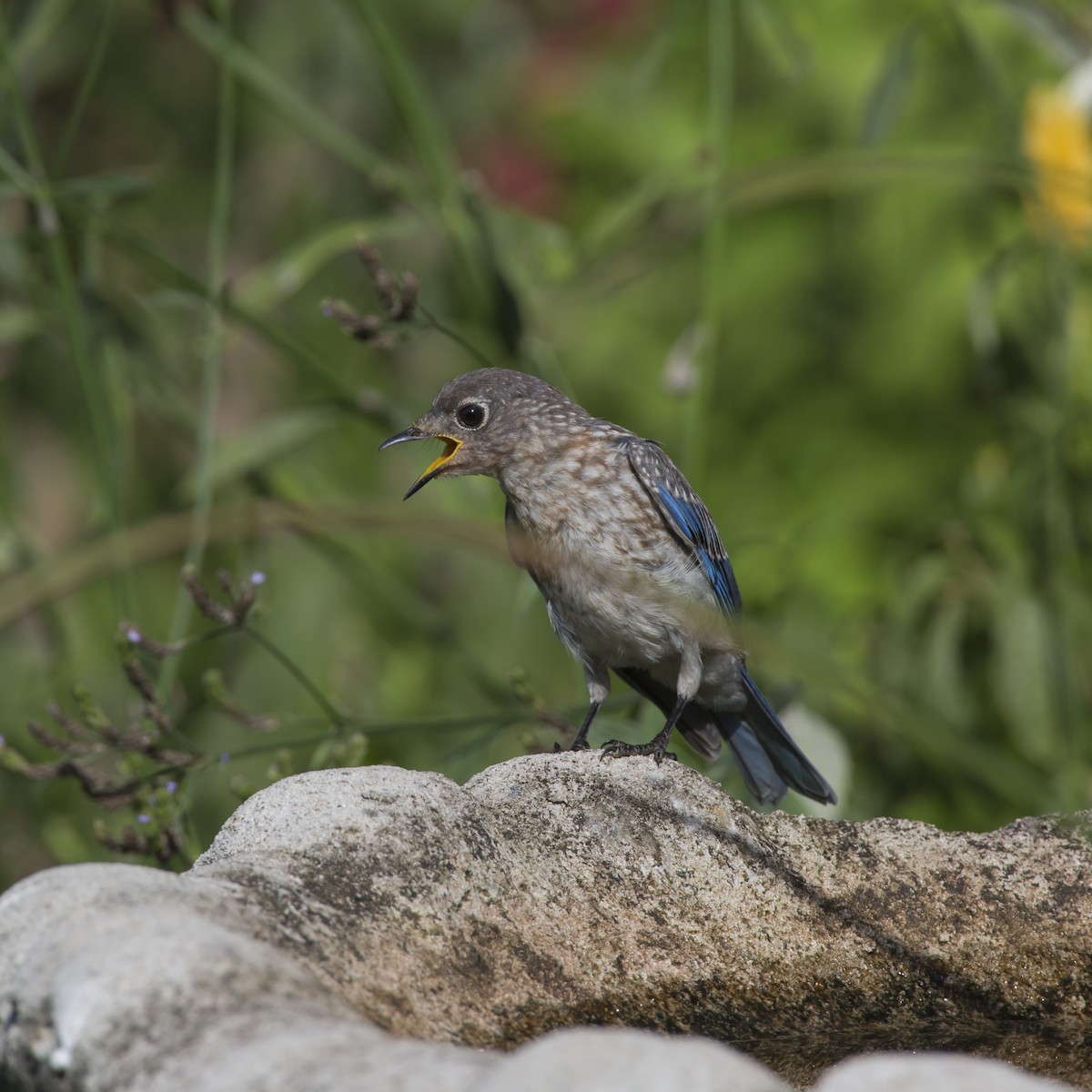 Eastern Bluebird - ML358399691