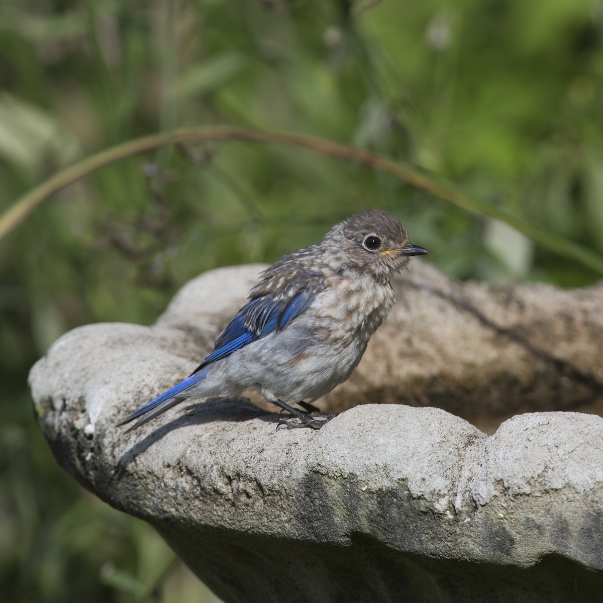 Eastern Bluebird - ML358399831