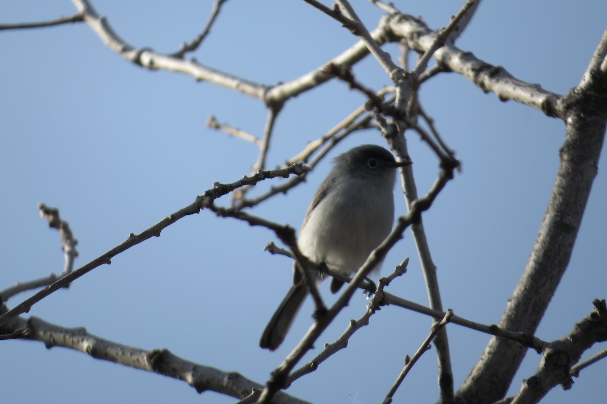Blue-gray Gnatcatcher (obscura Group) - ML35839991