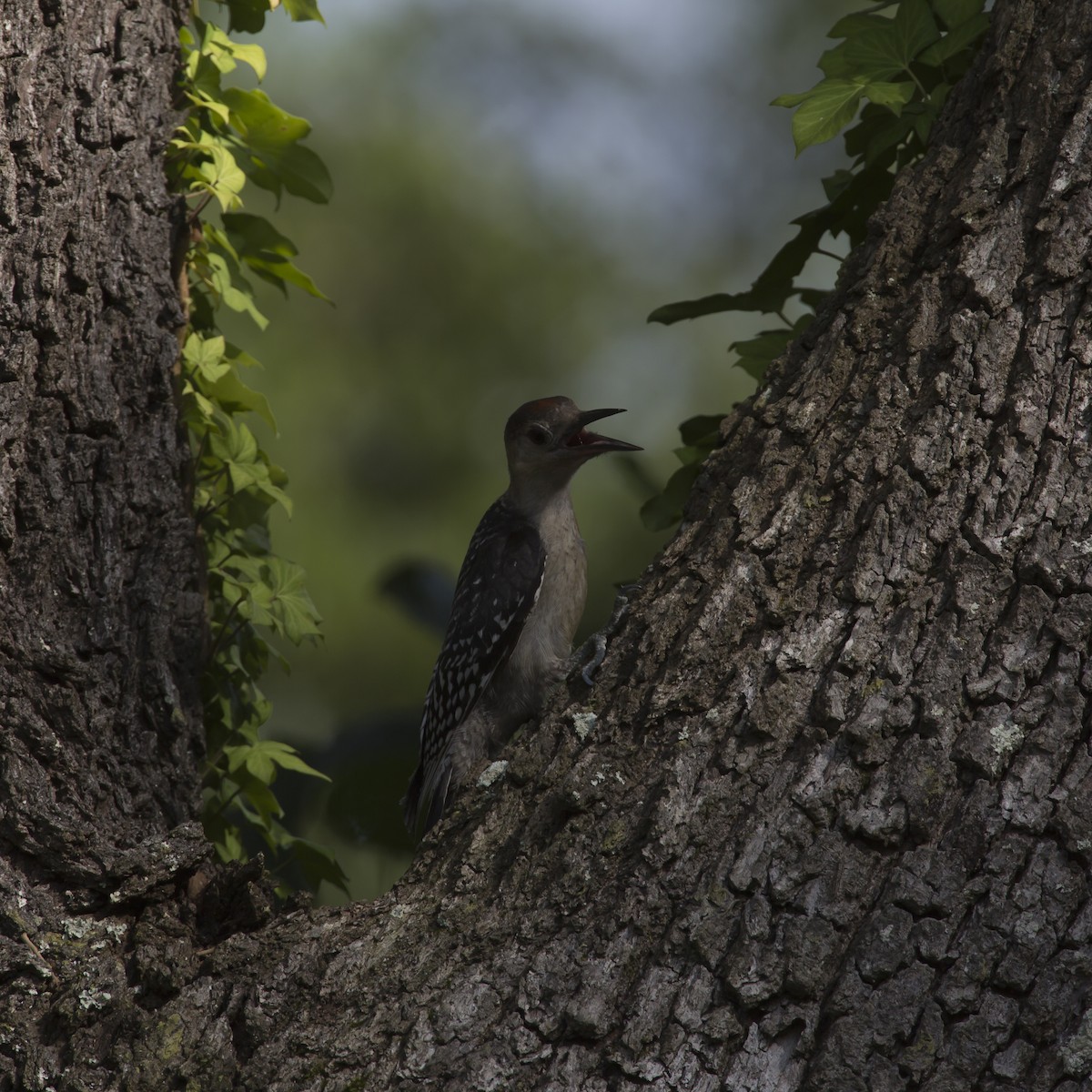 Red-bellied Woodpecker - ML358399911