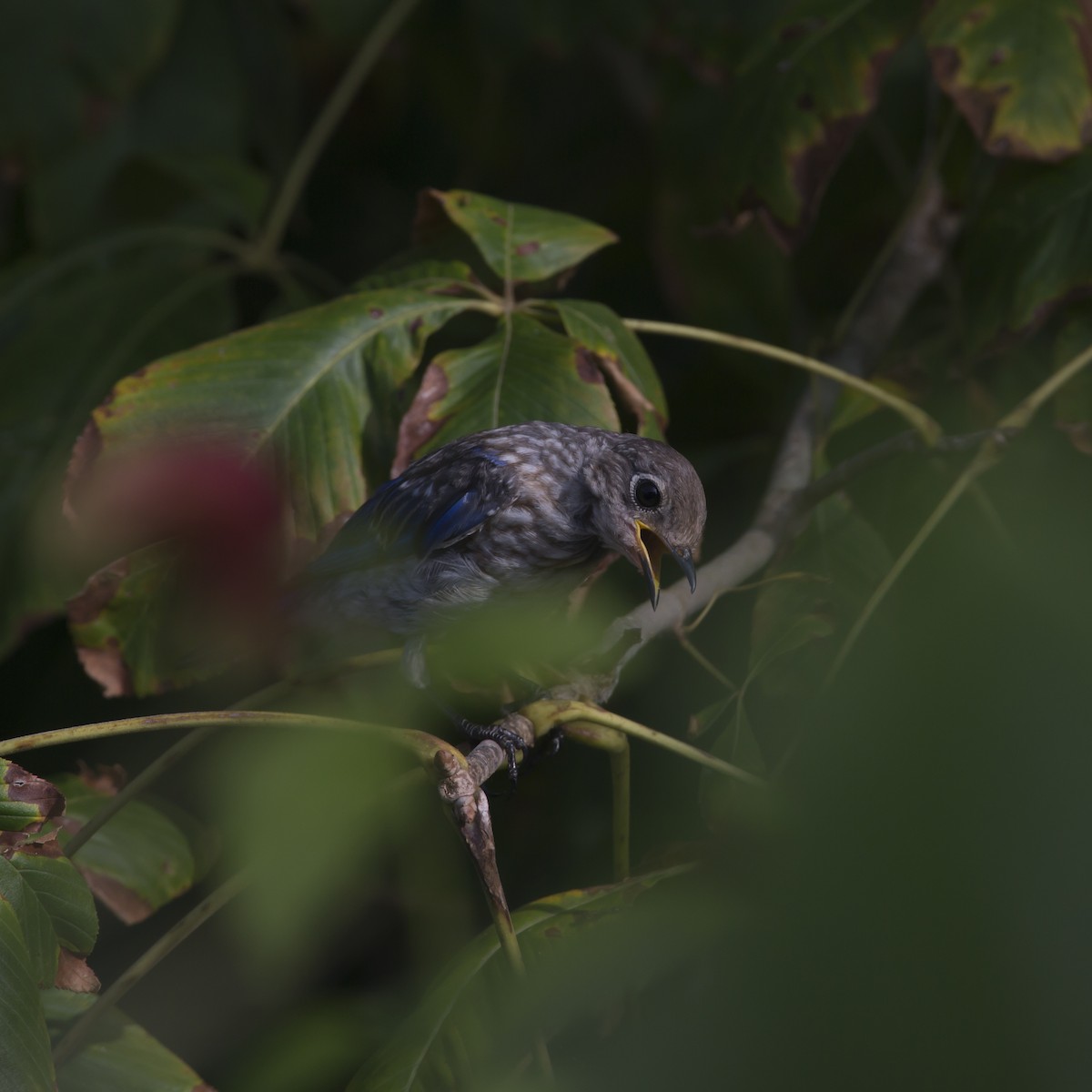 Eastern Bluebird - ML358400031