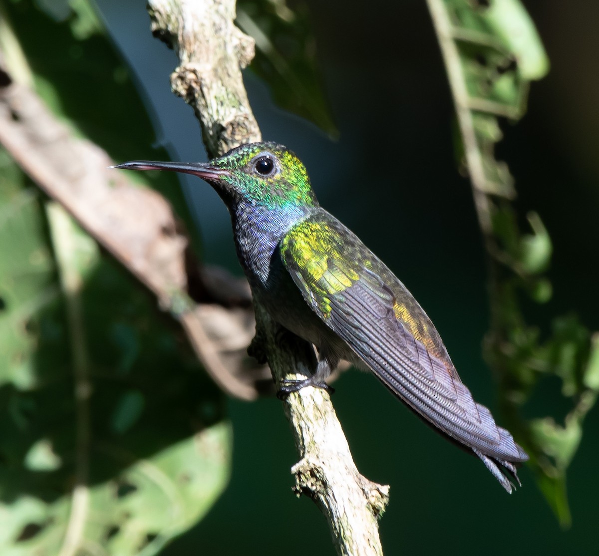 Blue-chested Hummingbird - Gordon Karre