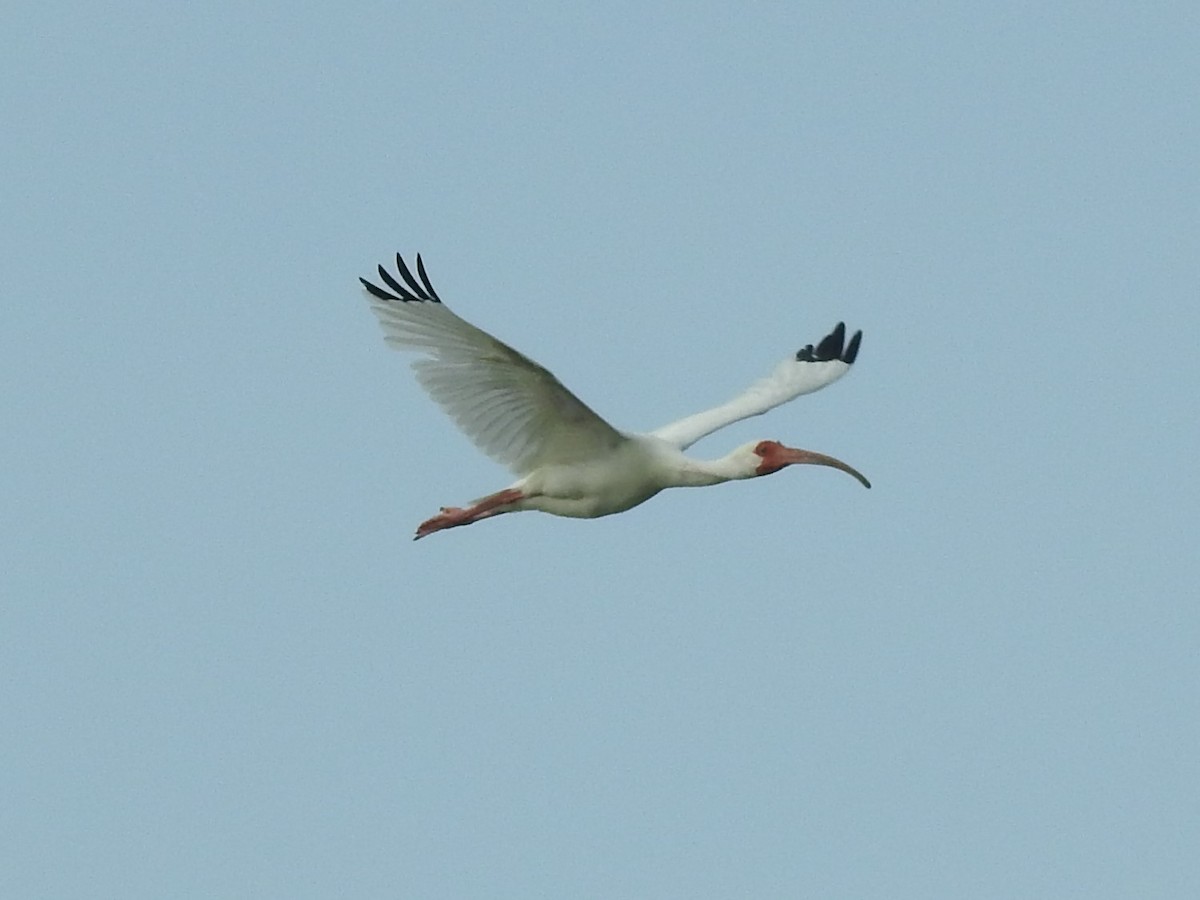 White Ibis - Jeffrey Gammon