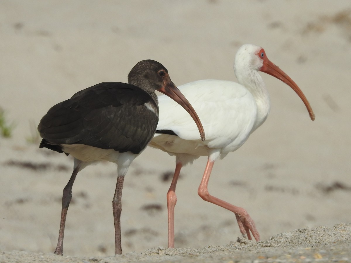 White Ibis - Jeffrey Gammon