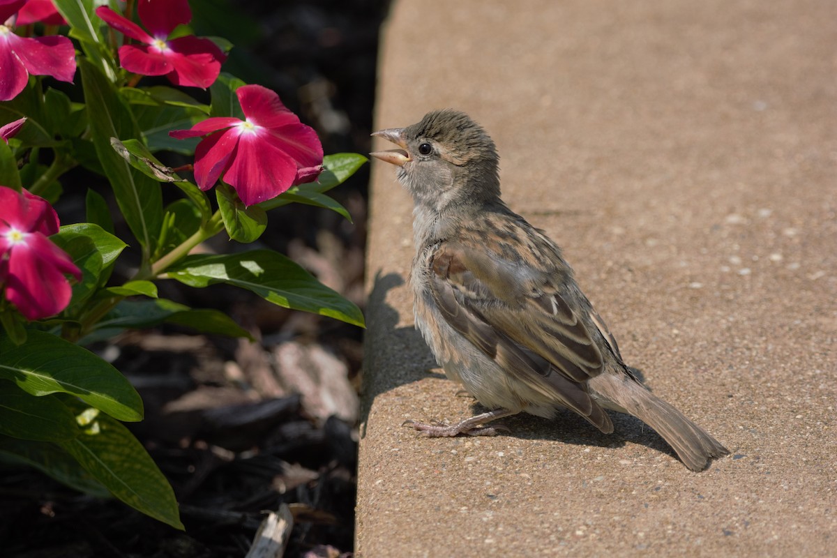 House Sparrow - ML358401701