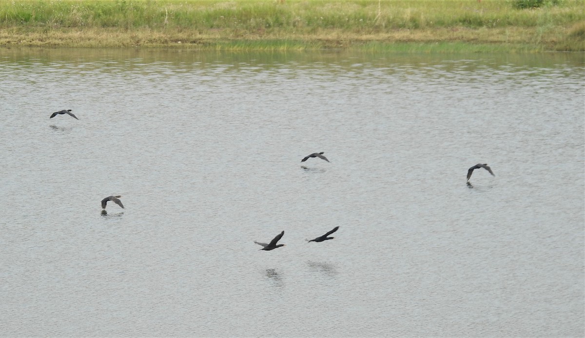 Double-crested Cormorant - ML358401731