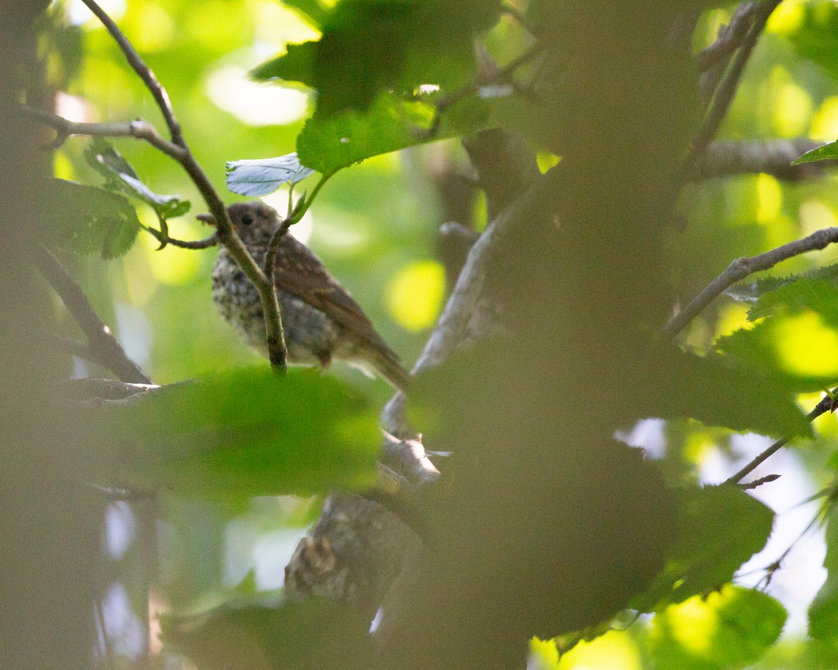 Hermit Thrush - ML358401831