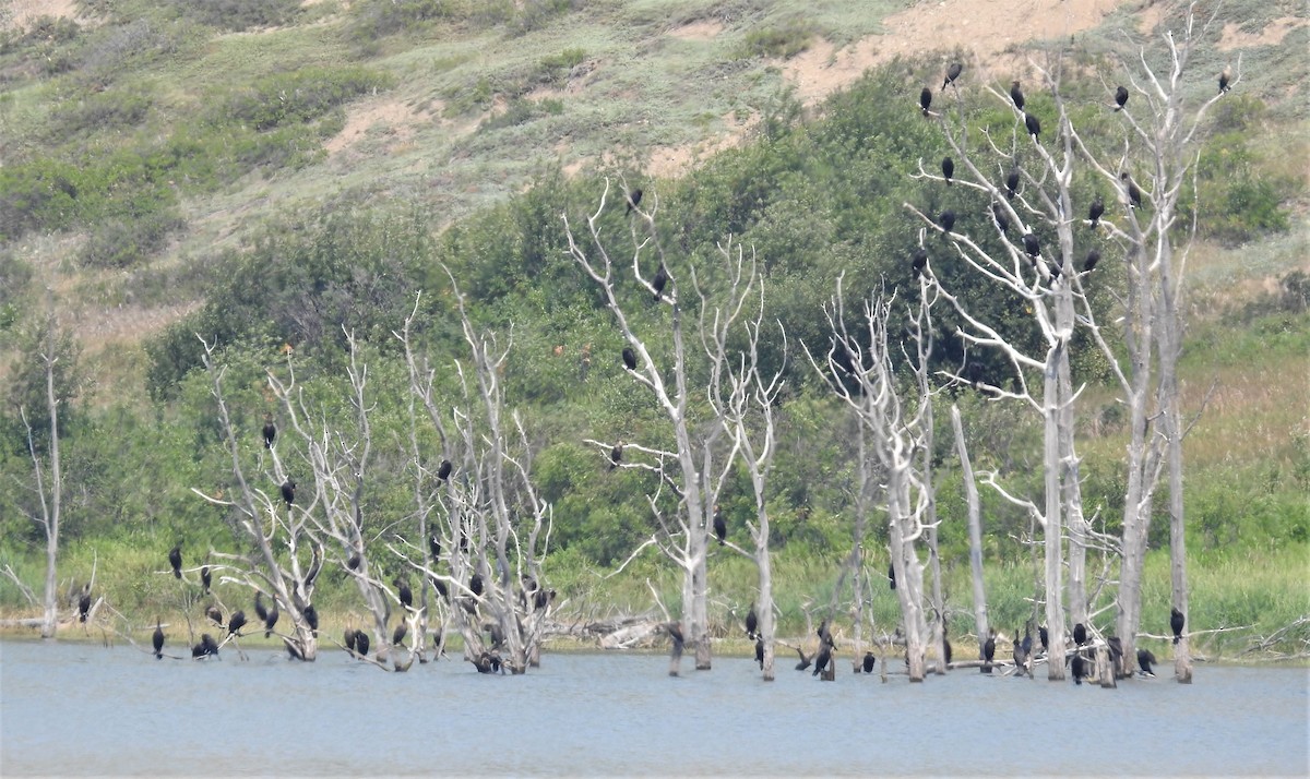 Cormoran à aigrettes - ML358402091