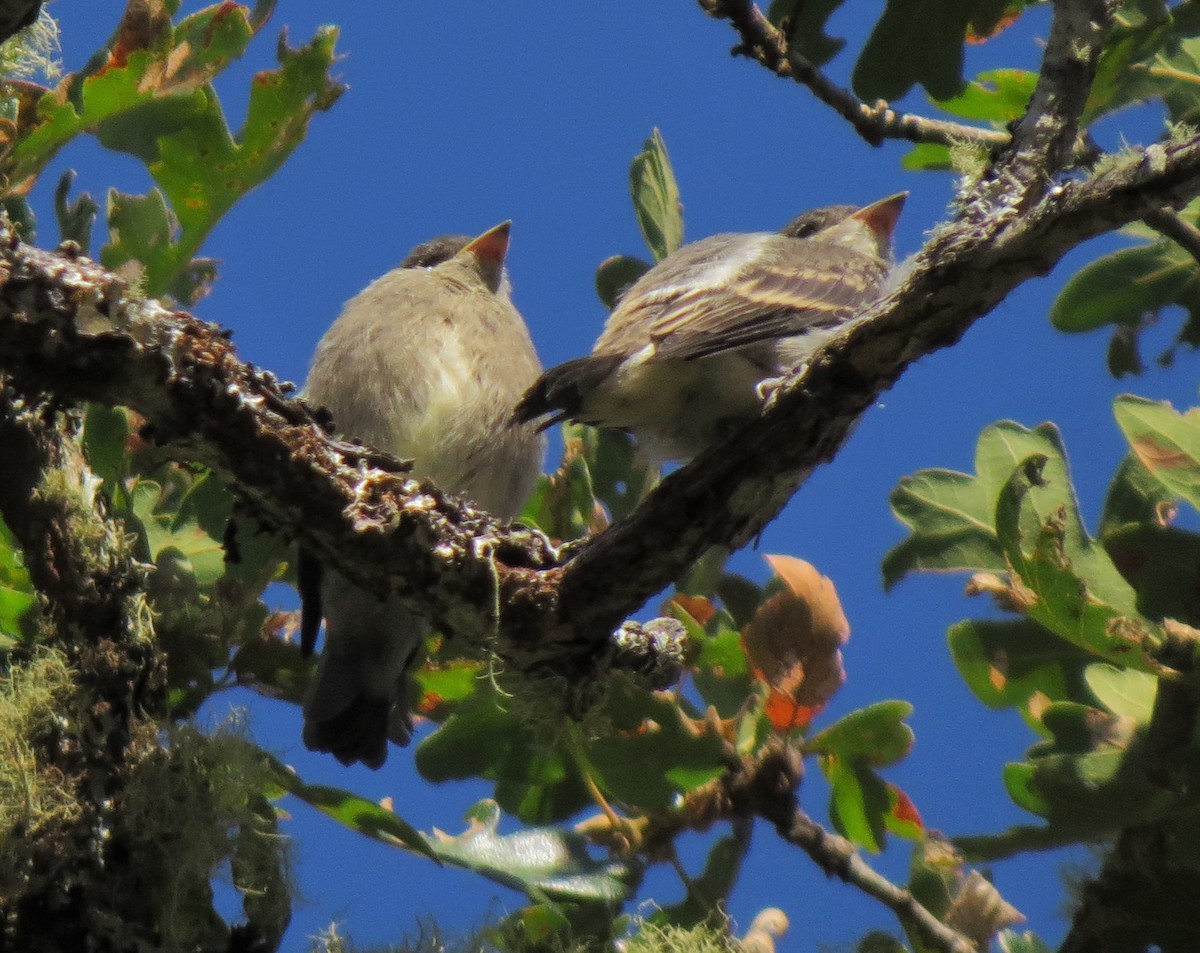 Western Wood-Pewee - ML35840301