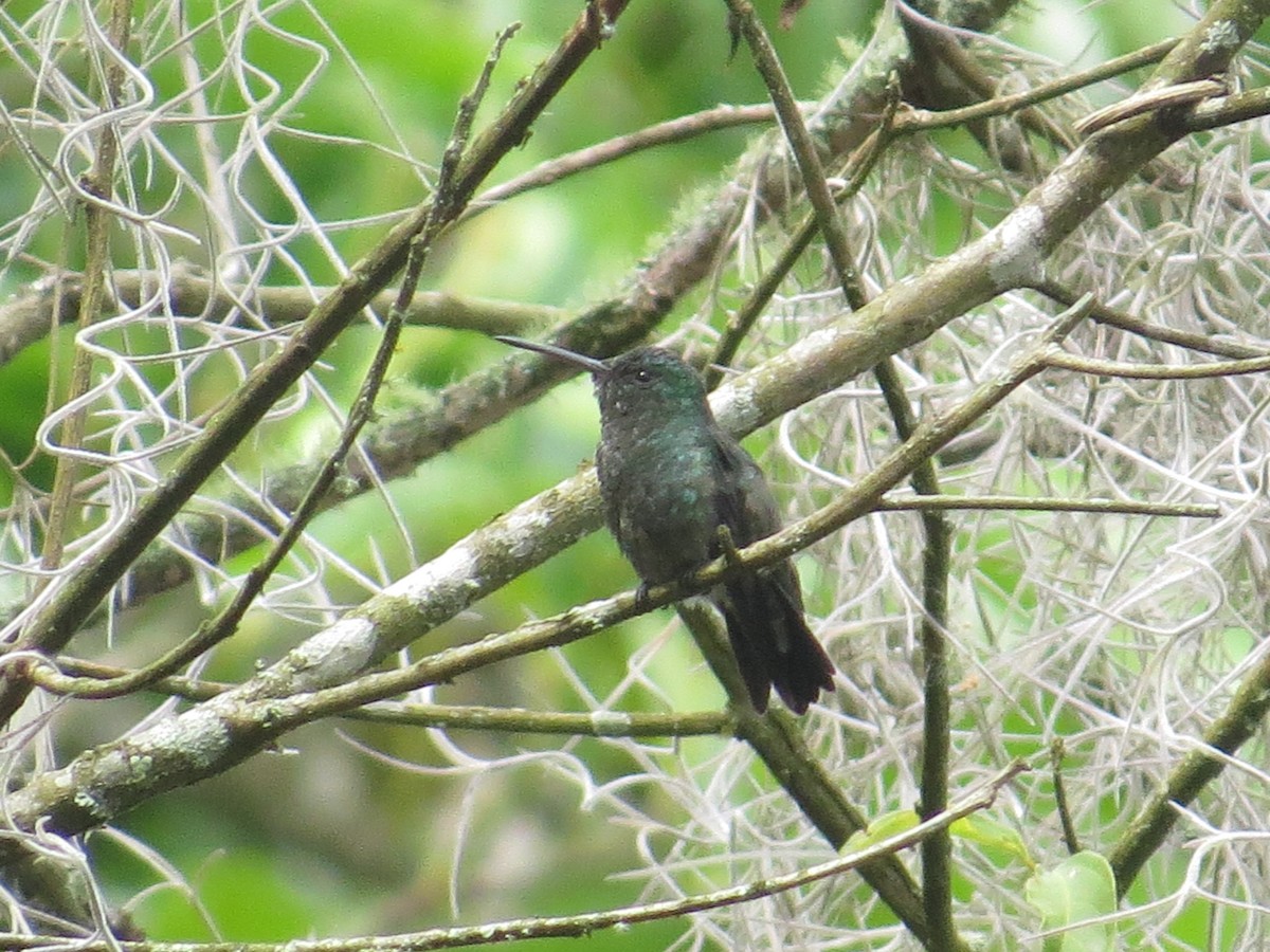 Steely-vented Hummingbird - Carlos E. Delgado (JUMABITA)