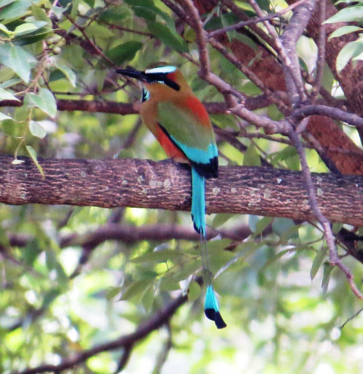 Turquoise-browed Motmot - ML35840311