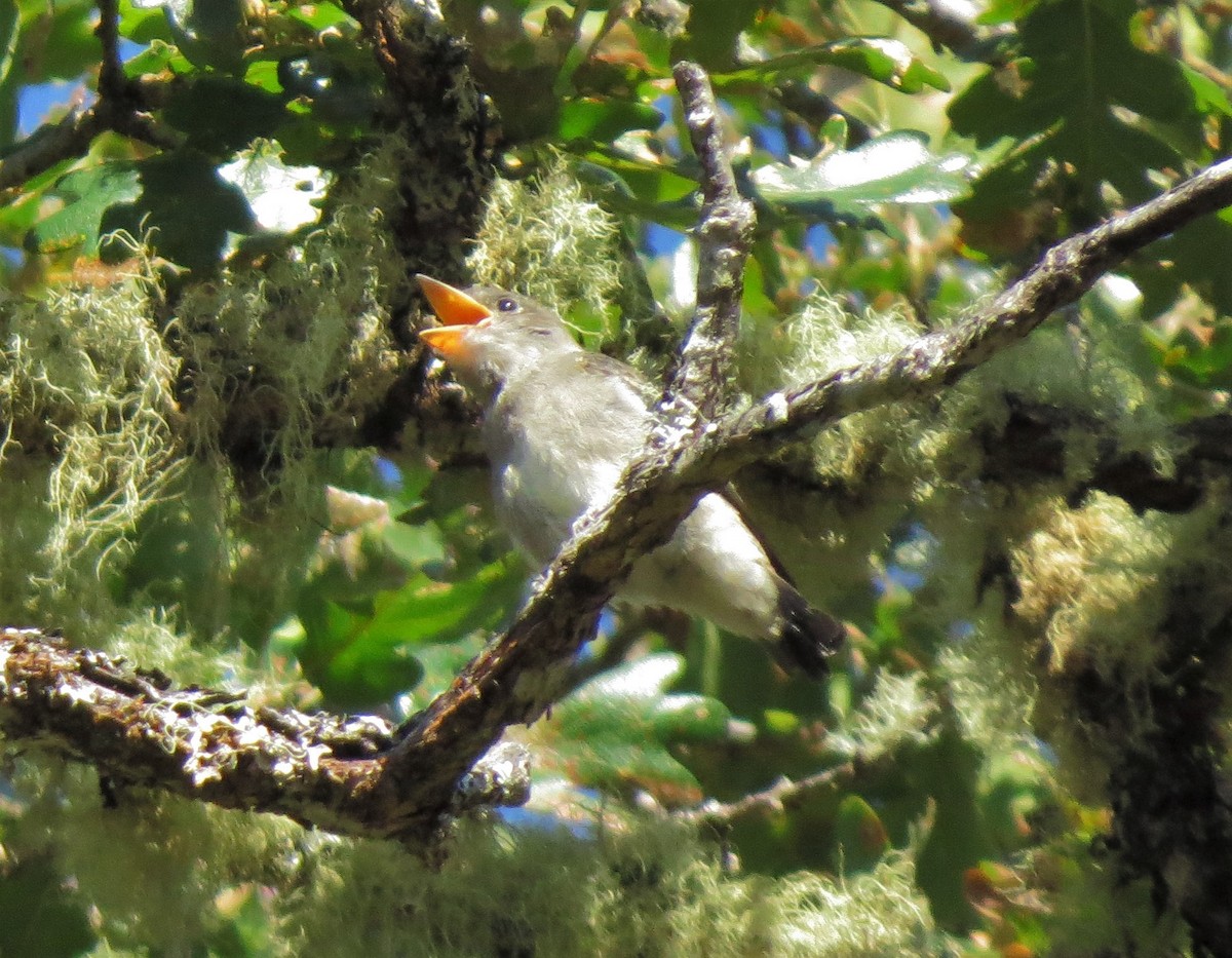 Western Wood-Pewee - ML35840361