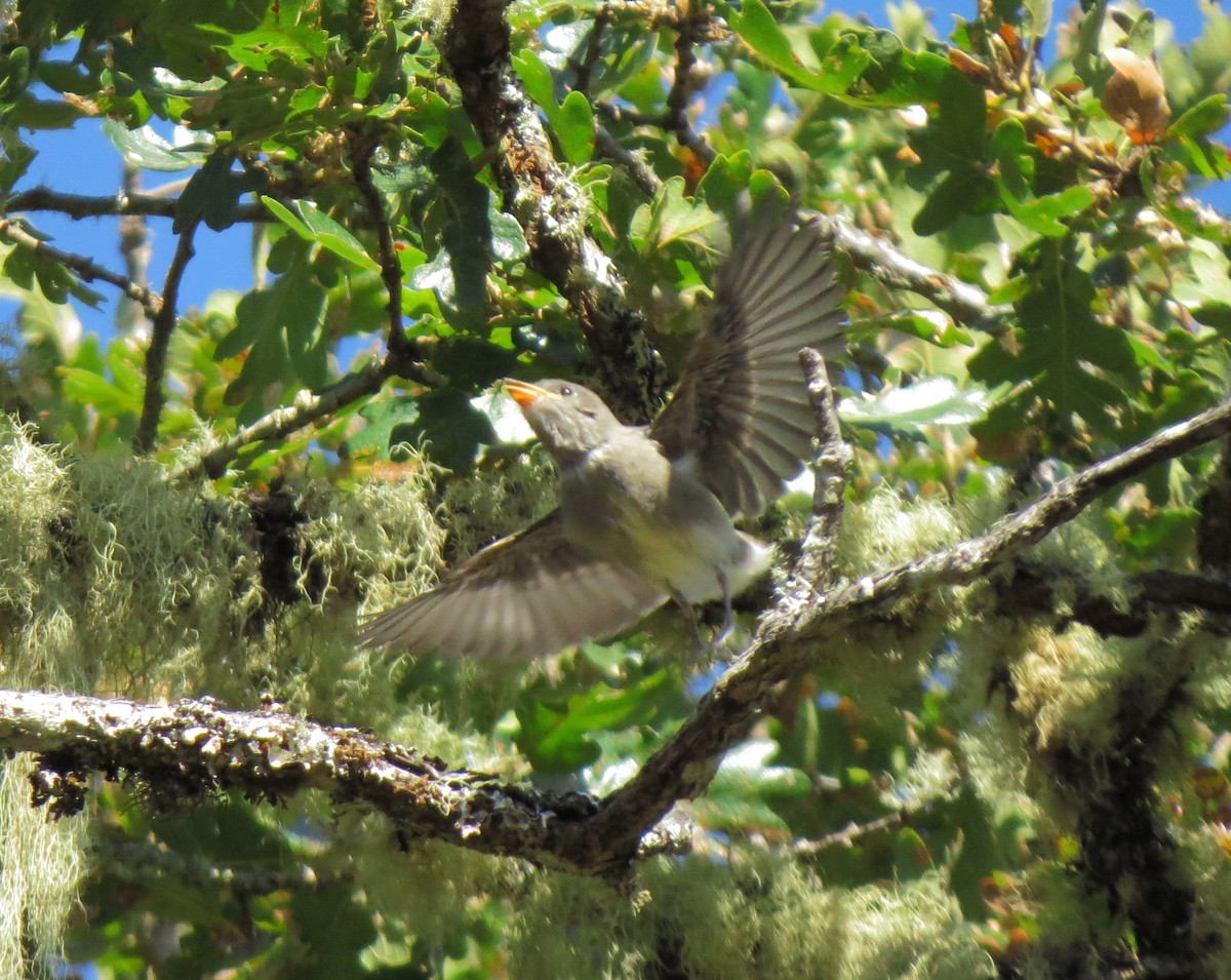 Western Wood-Pewee - ML35840391