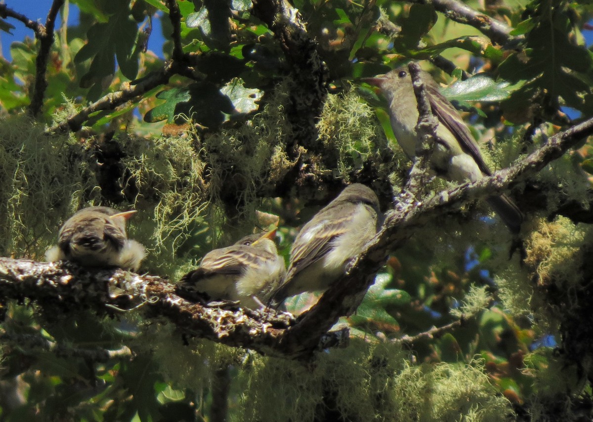 Western Wood-Pewee - ML35840421