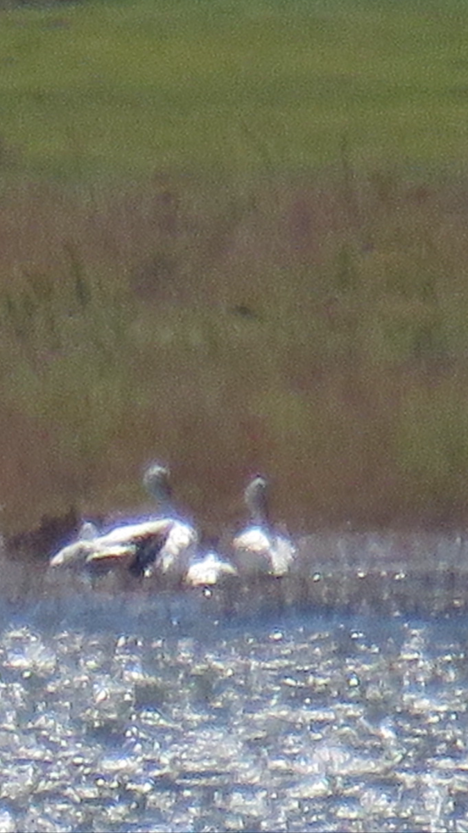 American White Pelican - ML35840441