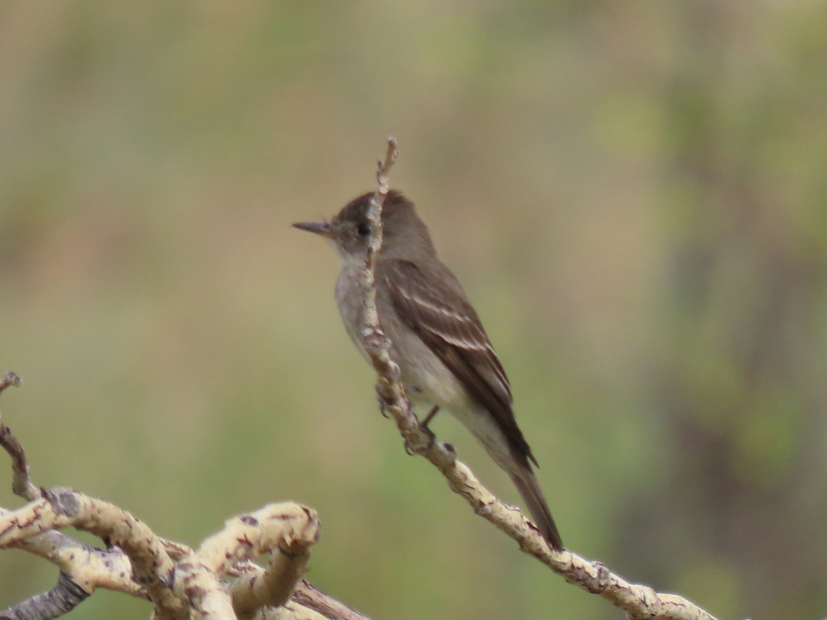 Western Wood-Pewee - ML358404491