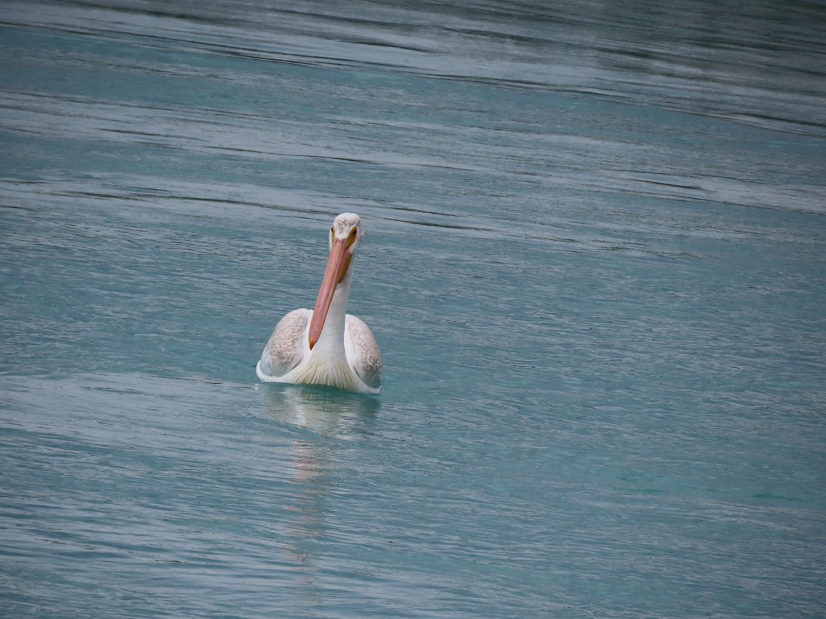 American White Pelican - ML358405001