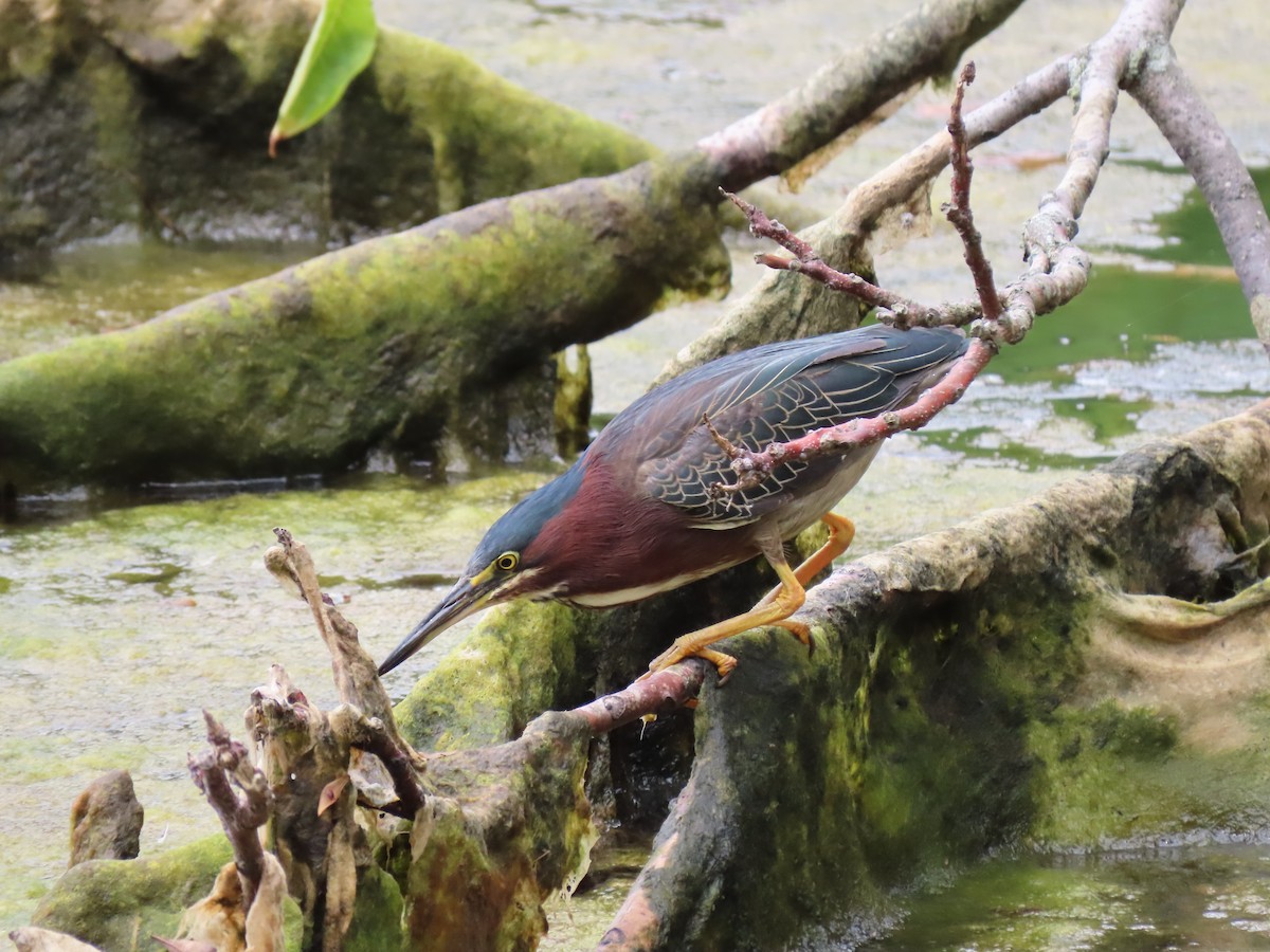 Green Heron - ML358406791