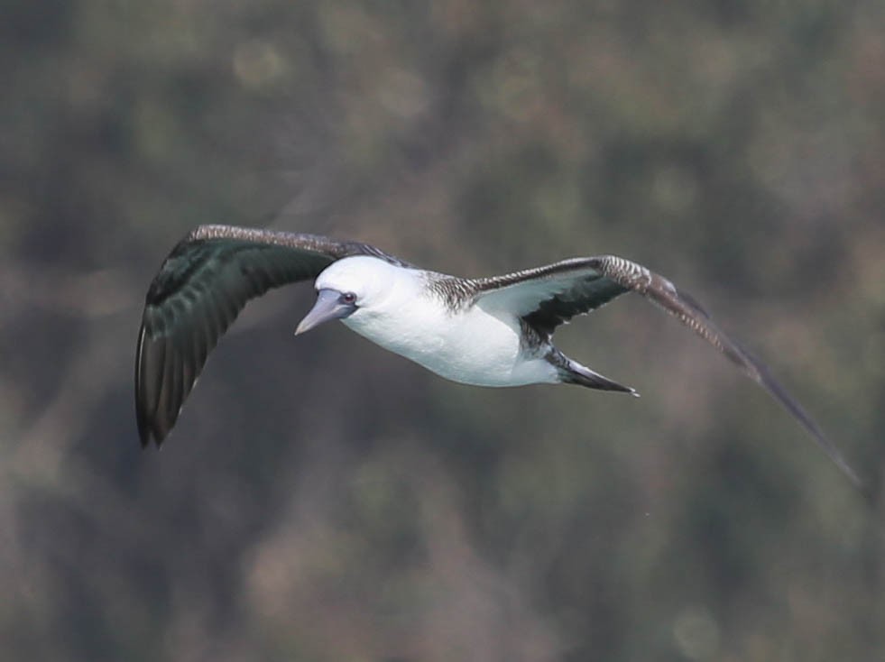 Peruvian Booby - ML35840711