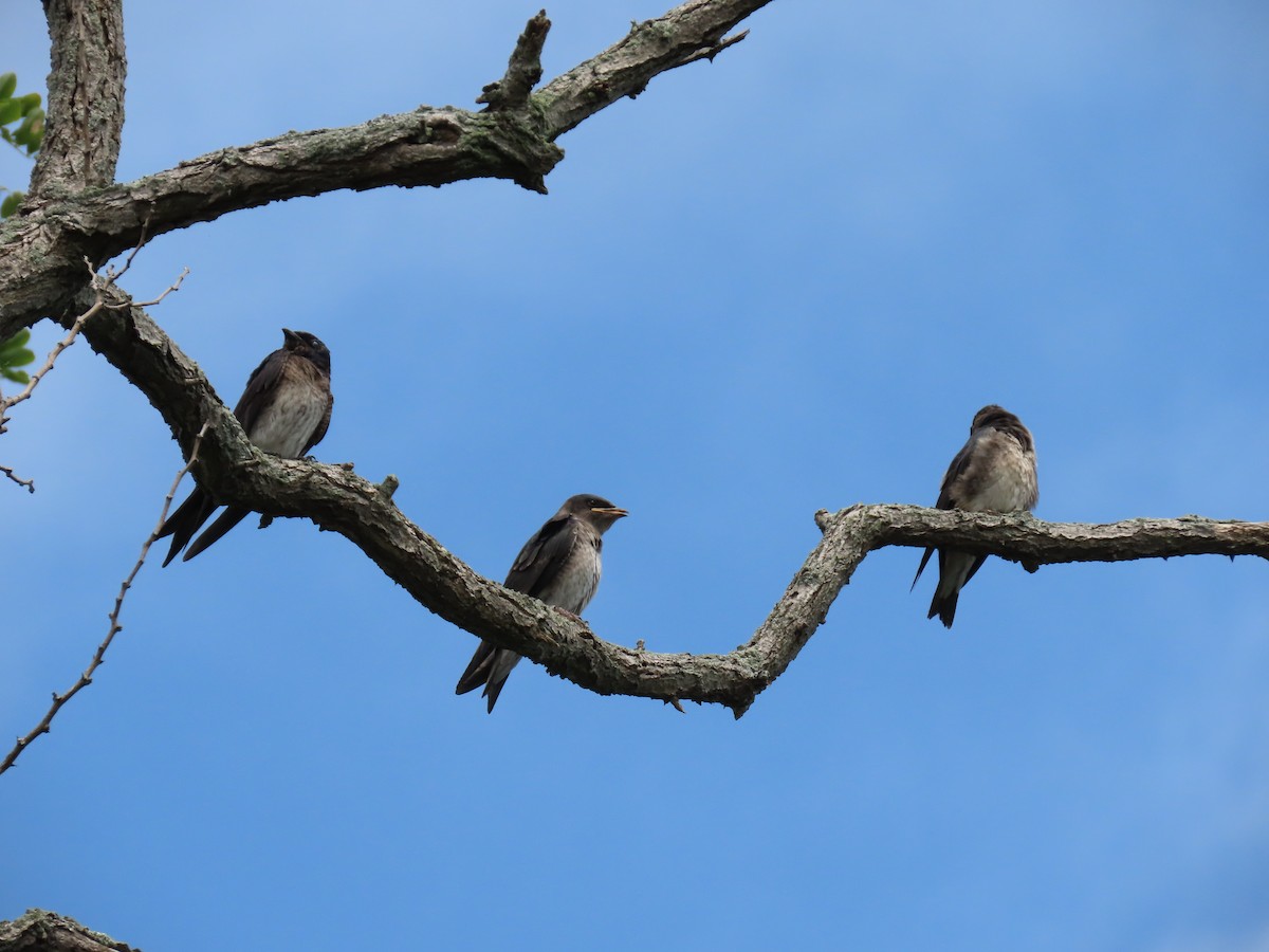 Purple Martin - ML358407271