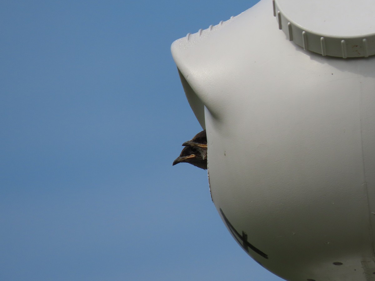 Purple Martin - ML358407281