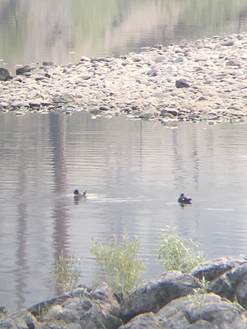 Barrow's Goldeneye - ML358410651