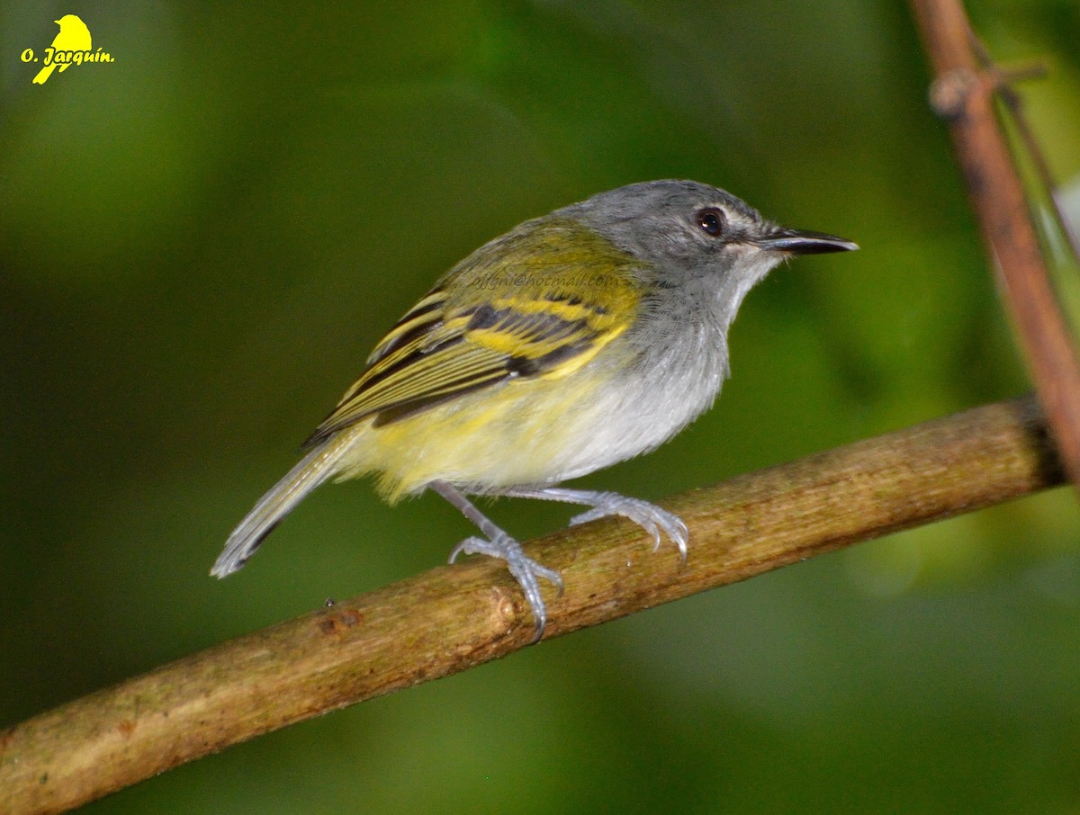 Slate-headed Tody-Flycatcher - ML35841101