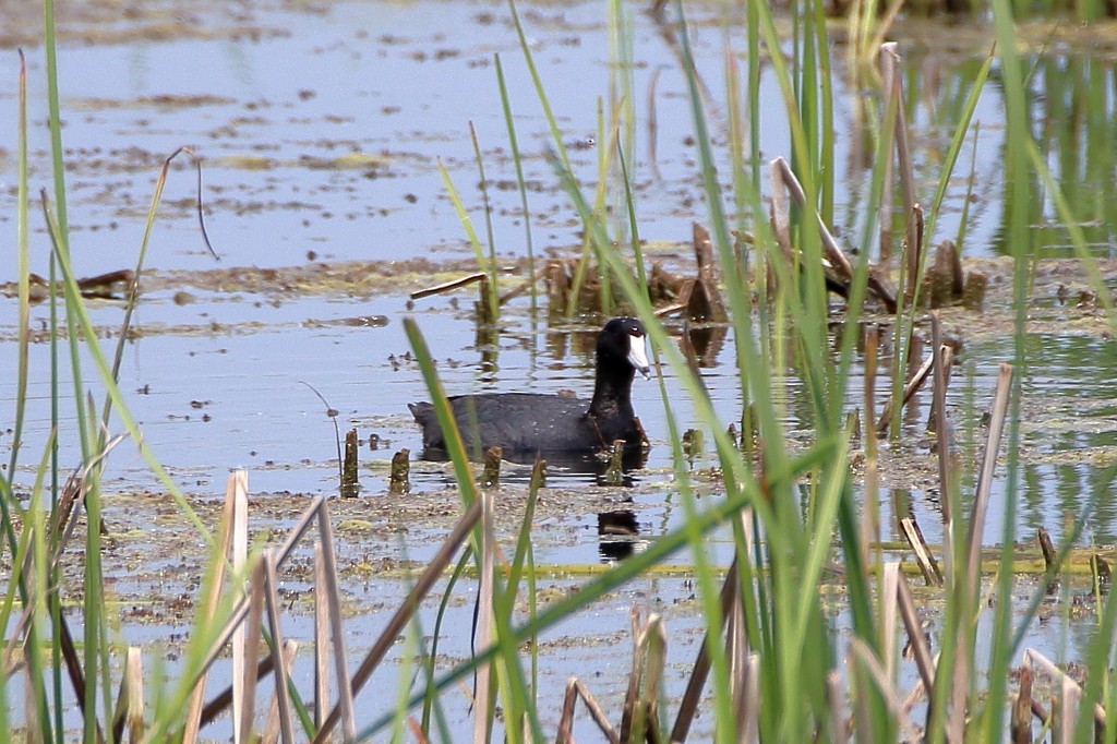 American Coot - ML358411461