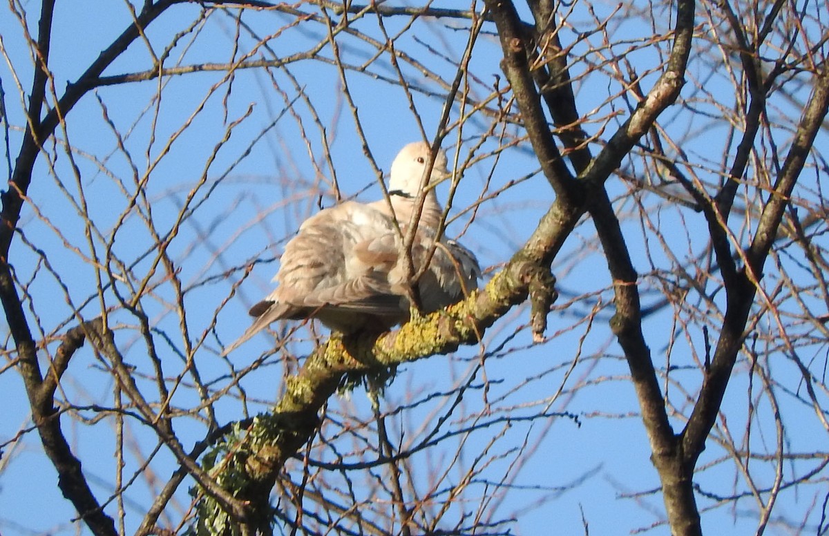 African Collared-Dove - ML358411721